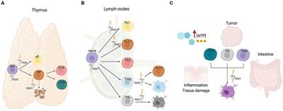 The P2X7 Receptor as Regulator of T Cell Development and Function